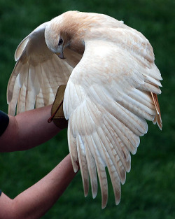 raptorwing:  A leucistic (partially-albino) red-tailed hawk with