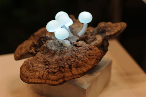 nopenothanks:  vforenterasan:  File this under coolest desk lights of all time. Japanese designer Yukio Takano of The Great Mushrooming builds these fun lights using LEDs embedded in synthetic mushrooms that at a quick glance are passable for the real