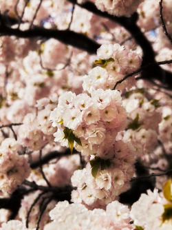 japanlove:  Hanami - Enjoying Cherry Blossom by kevinpoh on Flickr.