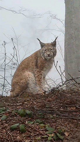 themoonontheirwings:Lynx in the Harz National Park