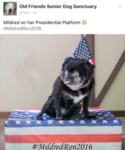 old-friends-senior-dog-sanctuary:  Who thinks Miss Mildred would