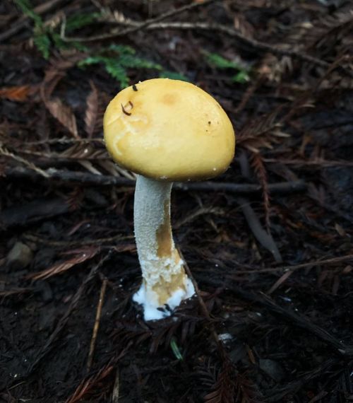 #mushrooms 🍄🤎🤍💛🧡💚🤎 https://www.instagram.com/p/CY52Z1LLgM2qsGyhE9YHWo1efgmooprezeudW40/?utm_medium=tumblr