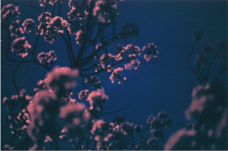 hydeordie:  Toby Harvard Night Blossom