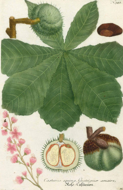 design-is-fine:  J. W. Weinmann, Horse chestnut from Phytantoza