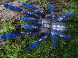 scienceyoucanlove:  Poecilotheria metallicaOr metallic tarantula