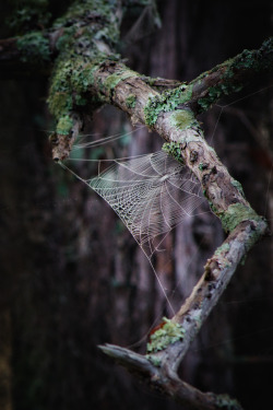 mysticjones:  Web  by Michelle Morris 