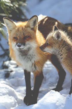 jrxdn:  Fox Family