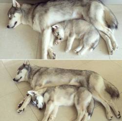 awwww-cute:  Mommy and her little boy as a pup, mommy and her