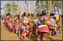   Reed Dance Ceremony 2015 in The Kingdom of Swaziland, by Willie