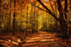 sapphire1707:  Dans les bois en automne | by christian_duguay
