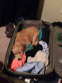 awwww-cute:  You’re not leaving me behind, right? 