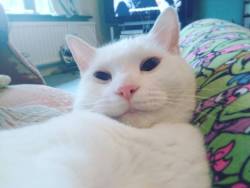 My boy! #cat #Meko #sleepycat #catsmile #whitecat