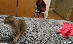 caralynnshultz:  This is a gif of a kitten being startled by