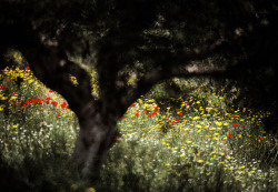 barcarole:Corn poppies and daisies in an olive orchard in Crete,