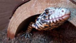 wooden-toaster:  Our cute, fat baby Tegu
