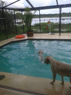 I got to do my daily swim with doggiiiiiies todaaaaaay!