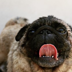 ilovepugs4ever:  Follow Dog Quotes.