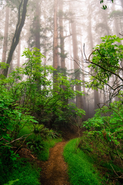steepravine:  Trail Into Foggy Redwood Forest(Marin, California