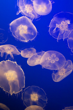 h4ilsham:  Moon Jellies (by Hub☺)