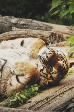 mstrkrftz:  Big Kitty by Tino Winkler