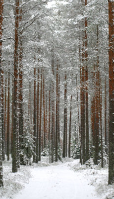 heyfiki:  my way by KariLiimatainen 