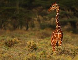 jaws-and-claws:  Reticulated Giraffe at sunset by Rainbirder