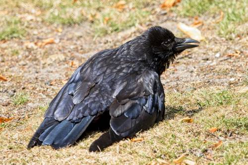 kavohh707:  The heat wave is over and so the crows go back to