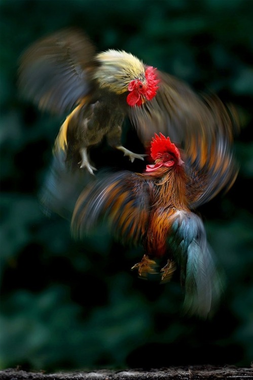 Quicker than the eye (I’m no fan of cockfighting, but that is an astonishingly beautiful photo)