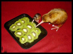 tastefullyoffensive:  Cannibalism [x] 