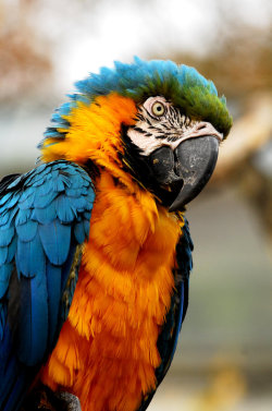 senerii:  Blue and Yellow Macaw by *Shadow-and-Flame-86 