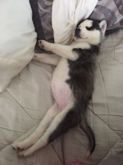furything: Someone doesn’t want to get up!! 
