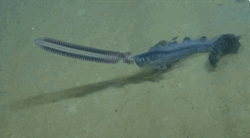 ftcreature:The Featured Creature: Deep Sea Siphonophore: a Creature