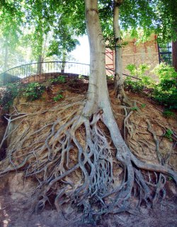 odditiesoflife:  Beautifully Exposed Tree Roots Exposed tree