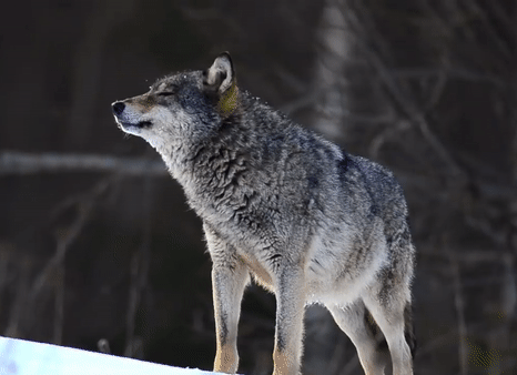 wolvesphoto:  Howling wolf