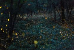 nubbsgalore:  fireflies in timelapse, photos by (click pic)Â vincent brady,Â takehito miyatake,Â tsuneaki hiramatsuÂ andÂ spencer black 