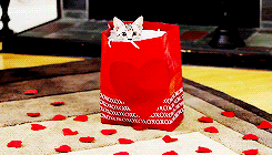 kittycatdaily:  Happy Valentine’s Day! ♥ 