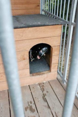 pupkodiak:  smxlad:  I was locked in a kennel inside a cage for