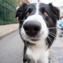 thedogist:  Pepito, Border Collie (5 y/o), 5th arrondissement,