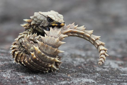 time-without-memory:  This is an Armadillo Girdled Lizard. Looks