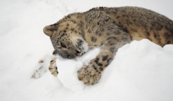 My preciousss … (Snow Leopard)