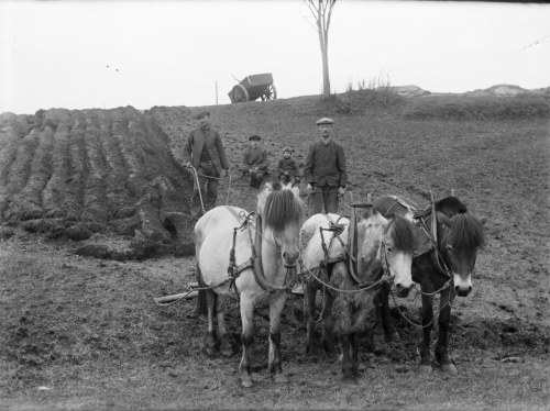 hippography: Farm work, Yndestad, 1916. SFFf-1989091.162715 Ploughing