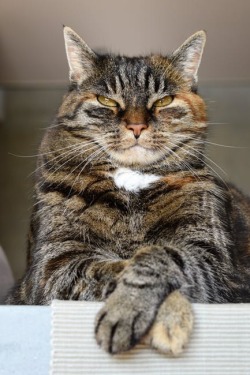 Judgy cat judging. 