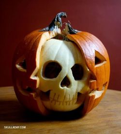 flylikepaper23:  sixpenceee:  A pumpkin anatomy skull from here. 