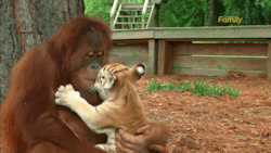 huffingtonpost:  Orangutan Babysitter Bottle-Feeds, Frolics With