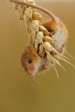 reminiscia:  Harvest Mouse by Benjamin Joseph Andrew 