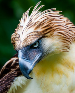 cool-critters:  Philippine eagle (Pithecophaga jefferyi) The