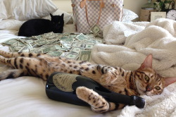 cashcats:  can’t leave naps alone the game need me