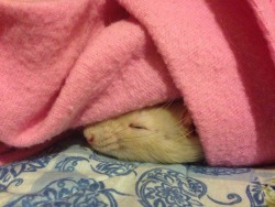 umbragarden:  Gandy and Leo LOVE sleeping in my snuggie :3 