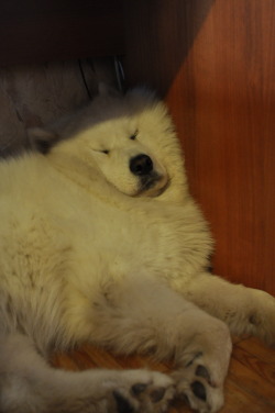 lifeofsamoyeds:  lifeofsamoyeds:  It’s so comfortable to sleep here!  It’s still Fanya’s favorite pose and place for sleeping) 