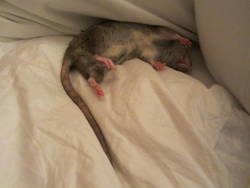 the-pack-rat:  takin’ a nap.. 